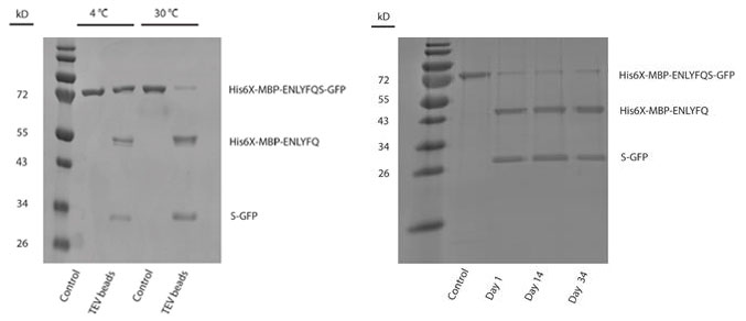 Tev Protease Labelled Magnetic Nanoparticles Kerafast