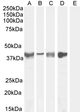 WB Data