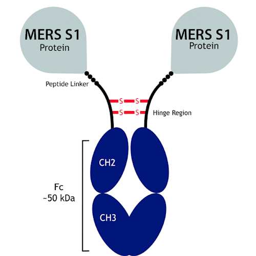 MERS S1camel FcFusion Protein Kerafast