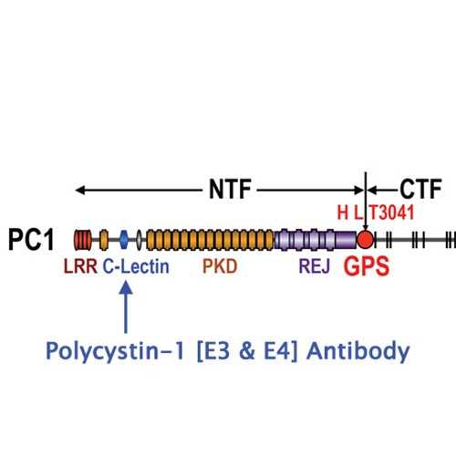 Anti-Polycystin-1 [E4] Antibody