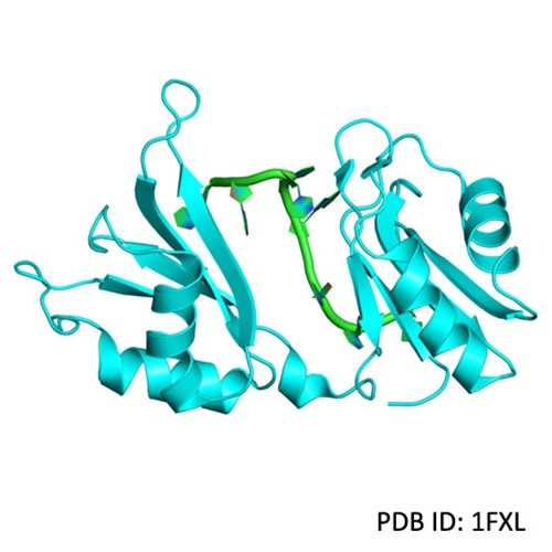 Recombinant HuD/ELAVL4 E Neoantigen