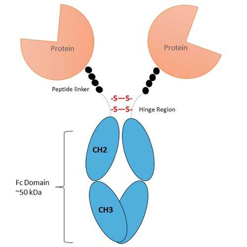 Recombinant mouse ICOSL Fc-Fusion Protein