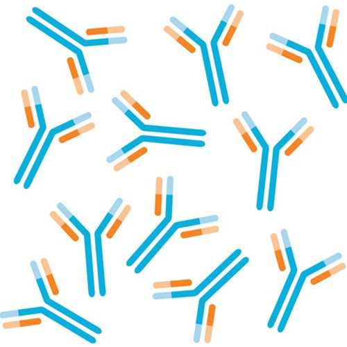 Anti-Influenza A Matrix 1 (M1) [1G1A12] Antibody