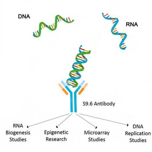 Anti-DNA-RNA Hybrid [S9.6] Antibody - Kerafast