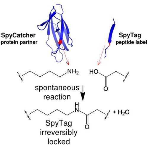 spy catcher and snoop catcher and hydrogel