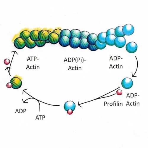 Anti-Actin-2 [mAb13a] Antibody