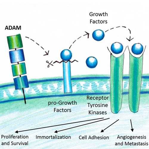 Anti-ADAM9 (human), Cytoplasmic Domain Antibody