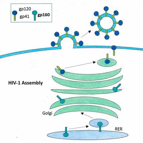 Anti-HIV-1 Glycoprotein 160 [gp160-1.9] Antibody
