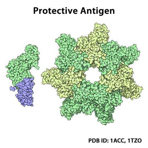 PA-U7 (Anthrax Protective Mutant Antigen (PA-U7))