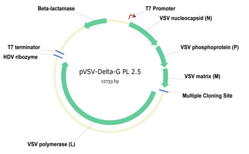 Vsv Dg Pl 2 5 Plasmid Expression Vector Kerafast