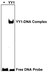 YY1蛋白